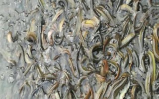 捉泥鳅绝招，可采用网捕法、笼捕法和挖捕法