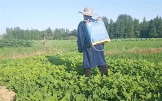 苏子的产地，在我国主产于安徽、湖南、台湾等省份