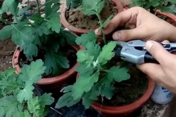 多头小菊的种植方法，可选择在春秋两季进行
