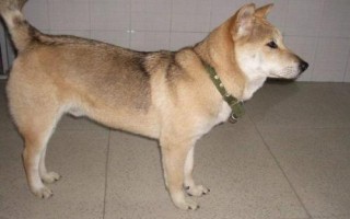 土狗和肉狗的区别,外形、养殖方法和精肉率均不同