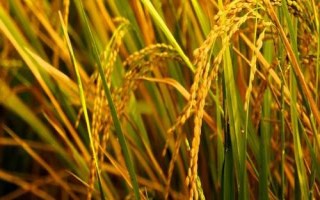 软玉中科水稻种子特点,每亩栽插2万穴