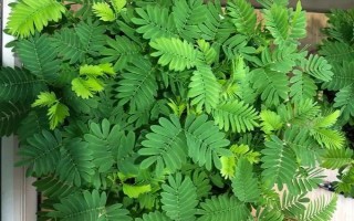 含羞草的作用，主要用来观赏、净化空气、预测天气