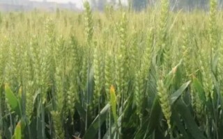 天中麦7号小麦品种的特性,适宜播种期10月上中旬
