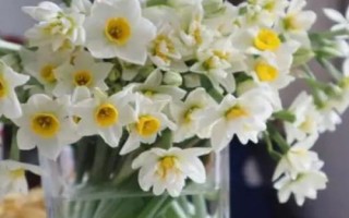 水仙花怎么催花，用暖风吹拂植株可促使它开花