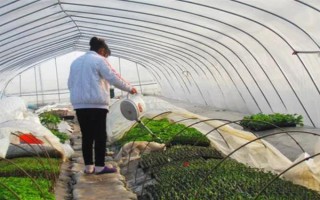 夏季蔬菜育苗要注意什么，及时分苗间苗可让秧苗更粗壮