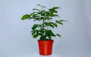 让幸福树安全过冬的方法，可将室温保持在10℃左右