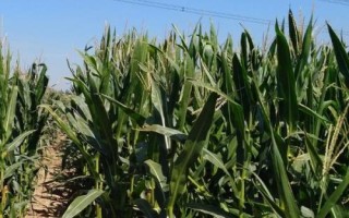 W607玉米种子介绍，选择中等以上肥力地块