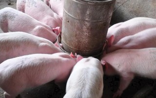 猪有多少个品种，目前我国在养的生猪品种中有104个