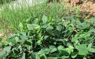 无架豆角的栽培技术，生长到30厘米左右高时要摘心