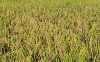 民丰优036水稻种子特点,全生育期121.1天
