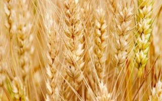 宁春68号小麦品种的特性，生育期103天