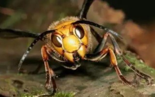 被黄胡蜂蛰了怎么办，远离蜂巢后再用弱酸性溶液清洗伤处