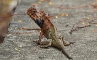 蜥蜴的颜色，不同品种的颜色有差异