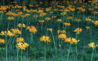 忽地笑种植技术，在园林中可做林下地被花卉