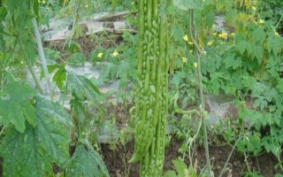 苦瓜长虫不用药怎么防治，悬挂黄板可以起到诱杀效果