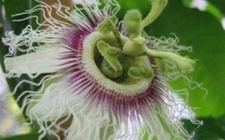 无花果会不会开花，会开出较小难以发现的花朵