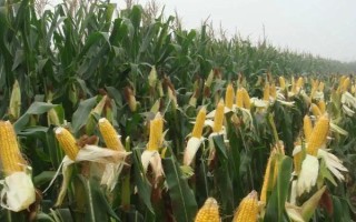 金粒1351（试验名称：金粒1351）玉米种子简介，区试平均生育期128天