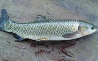 5号千又钩可以钓多重的鱼，适合垂钓重量为10-12斤的鱼种