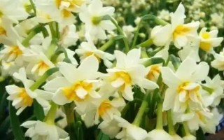 水仙花会在几点开放,一般为晚上7-8点