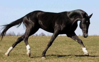 汗血宝马介绍，其祖先是生长在戈壁地带的野马