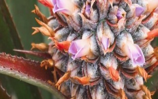 怎么养菠萝花，适宜的生长温度在20-35℃之间