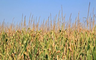 京科糯2016玉米种子简介，中抗茎腐病