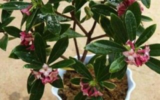 瑞香花如何养殖以及要注意什么,春季现蕾前可接受全日照