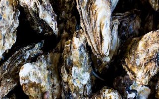 牡蛎和生蚝有什么区别，牡蛎的裙边较清晰打开后具有大量汁水