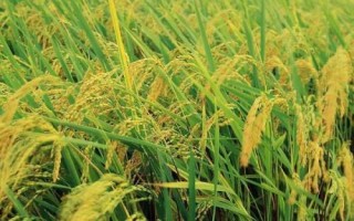 美锋稻321水稻种简介,每亩纯氮12-13千克左右