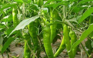 种植辣椒是否要授粉，属于自花授粉作物、无需人工授粉