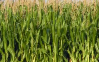 大天401玉米种子简介，平均生育期116天