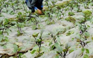 大棚茄子施肥技术，新棚的施肥量比老棚多