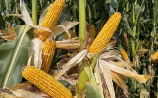 垦丁二号玉米种子特征特性，苗期注意防治地老虎等害虫