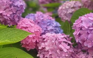 绣球花的繁殖方法,可采取扦插、压条、分株等方式