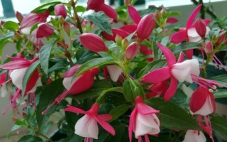 倒挂金钟的修剪方法，根据株高采取不同的修剪措施