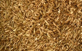 为什么自留种子会减产，隐藏的缺点被表现出来从而导致减产