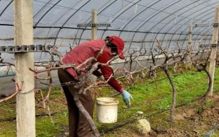 葡萄采后的施肥技术,注意以下三个要点