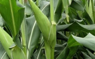 先得利998玉米种子介绍,适宜播期4月下旬至5月上旬