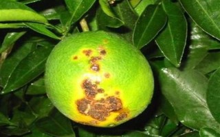 柠檬苗推荐品种，尤力克、菲诺、热那亚等品种值得选择