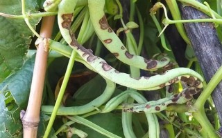 吡虫啉豆角开花后能用吗,可在豆角开花后使用