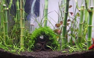 富贵竹能跟鱼一起养吗，富贵竹是可以和鱼一起养的