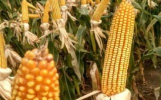 西玉968玉米种子特点，西玉968为非转基因品种