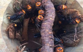 狗屎蜂的特点，因体色酷似狗屎的颜色而得名