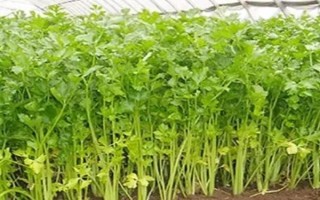 芹菜籽能直接放土里种吗，表皮坚硬需浸泡催芽