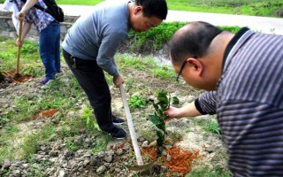 新嫁接果树苗越冬技术，土壤结冻前涂刷或洒在果苗上