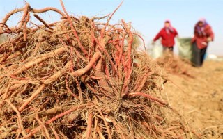 种植丹参多久可以收获，生长期为1年