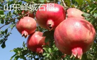 中国石榴第一县是什么地方，规模和产量是我国石榴产区之首