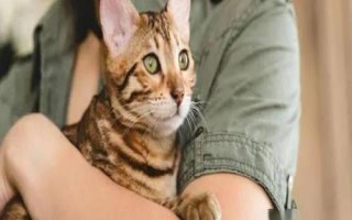 抱猫的正确方式,手必须随时随地都要托住猫的身体