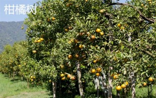 阳光不足的地方适合种什么果树，适合种枇杷树、石榴树等