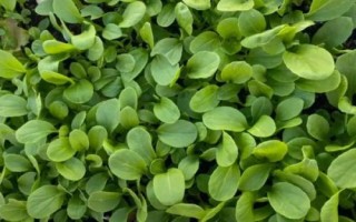 8月底适合种什么蔬菜，茼蒿、芥菜、菠菜等品种均可选择